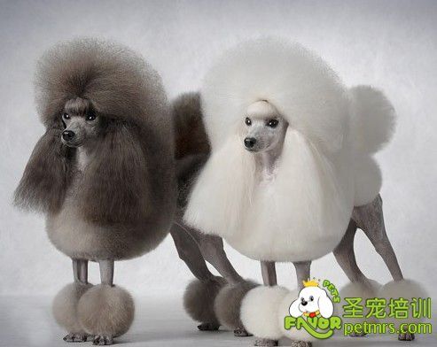 贵宾犬