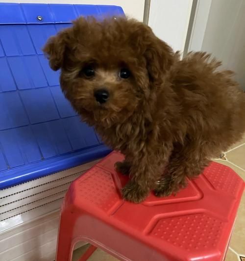 贵宾犬洗澡的正确频率（每周一次洗澡最佳，超过次数可能会影响贵宾犬的皮肤健康）