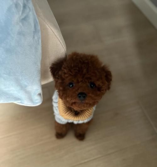 贵宾犬洗澡的正确频率（每周一次洗澡最佳，超过次数可能会影响贵宾犬的皮肤健康）