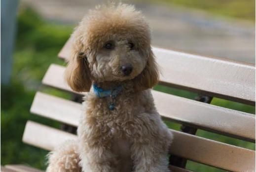 贵宾犬（了解贵宾犬的不同体型及其特点）