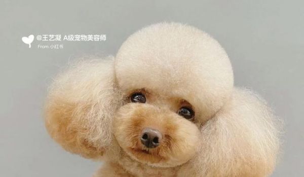 贵宾犬（了解贵宾犬的不同体型及其特点）