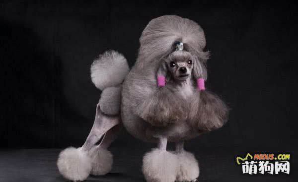 宠物大全之——贵宾犬介绍