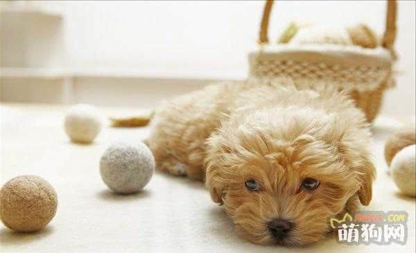 宠物大全之——贵宾犬介绍