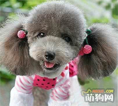 宠物大全之——贵宾犬介绍