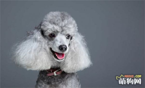 贵宾犬好养吗？应该怎么养好贵宾犬？