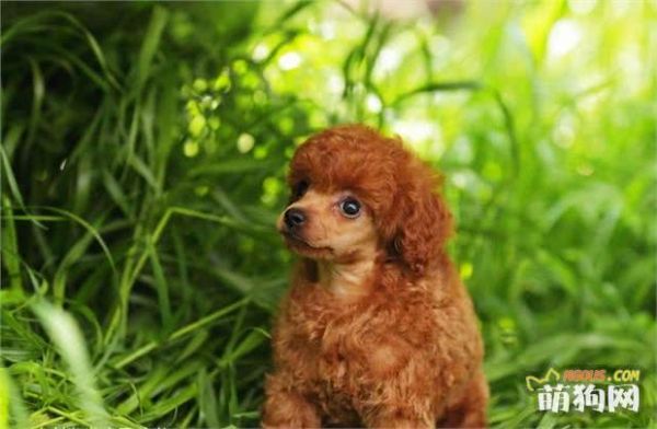 贵宾犬好养吗？应该怎么养好贵宾犬？