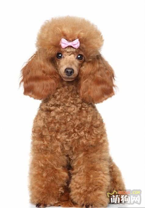 高贵优雅大长腿的贵宾犬，如何饲养呢？