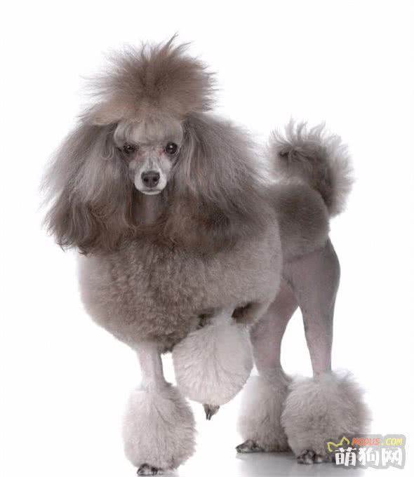 高贵优雅大长腿的贵宾犬，如何饲养呢？