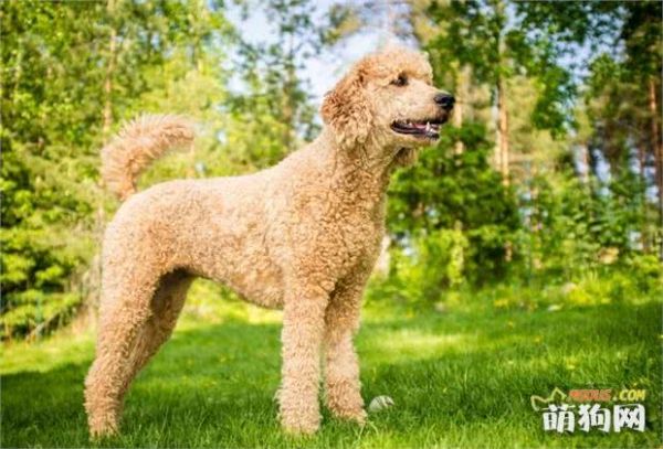 高贵优雅大长腿的贵宾犬，如何饲养呢？