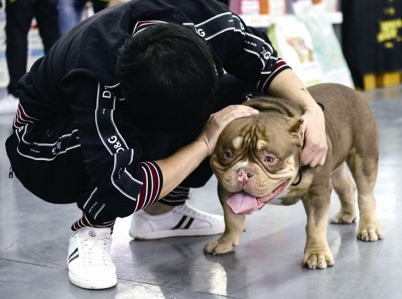 宠物20.jpg