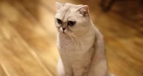 宠物猫咪急性肾衰竭，求救治疗（怎样早期发现、快速诊断和有效治疗）