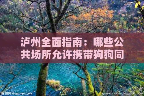 泸州全面指南：哪些公共场所允许携带狗狗同行