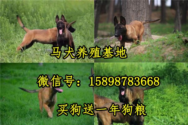 古蔺县卡斯罗养殖场