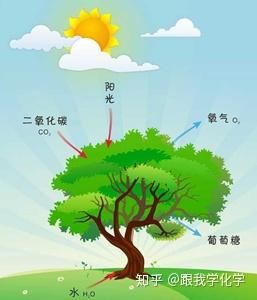 人可以吸收光合作用吗