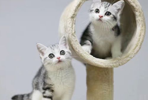 天津纯种三个月的加菲猫多少钱?