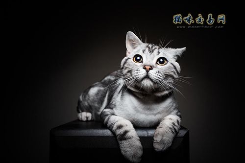 天津纯种三个月的加菲猫多少钱?
