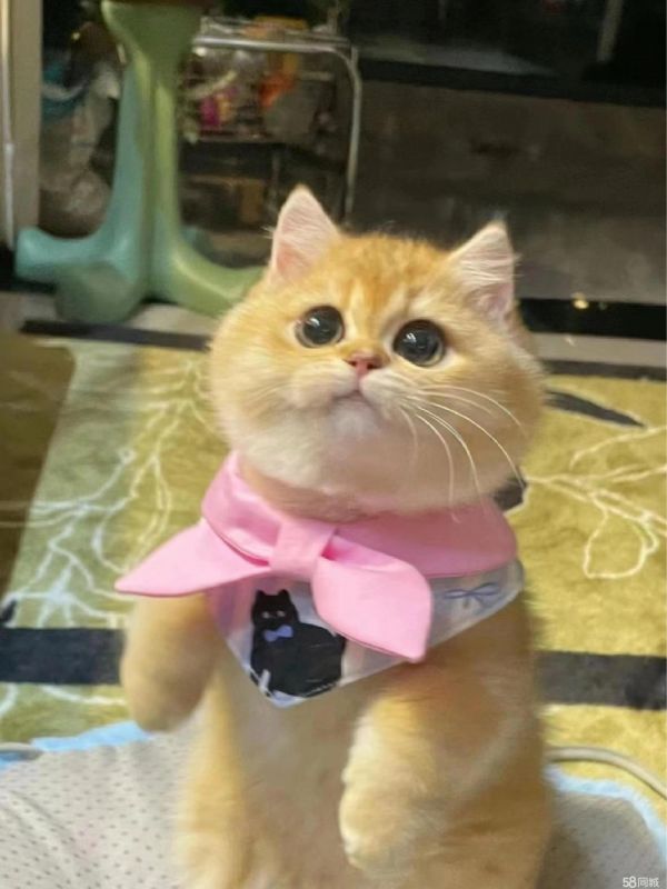 店主头像