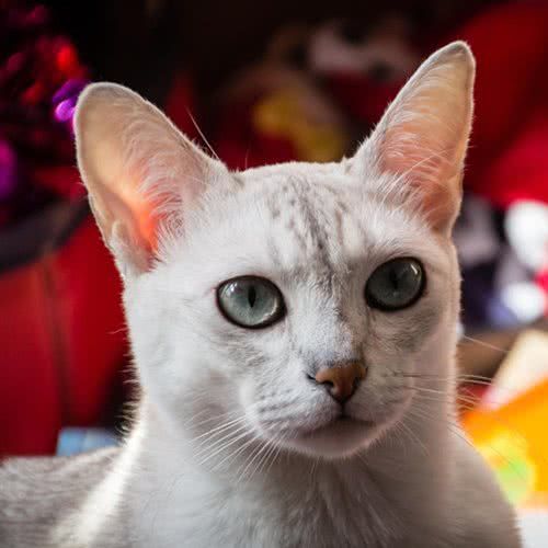 爱猫爱狗动物门诊:商丘市梁园区