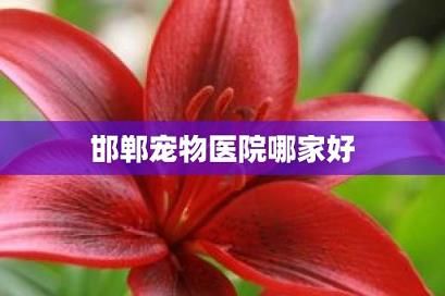 邯郸宠物医院哪家好