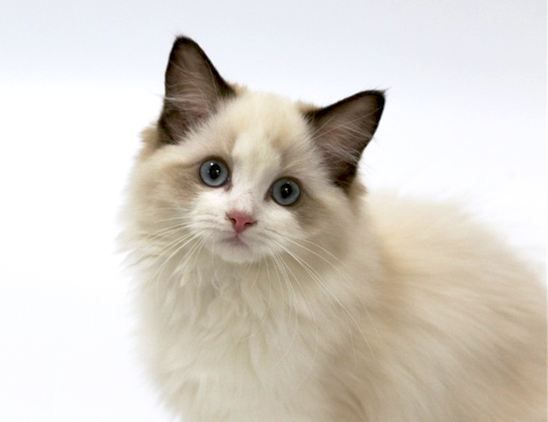 寓意好的宠物猫名字
