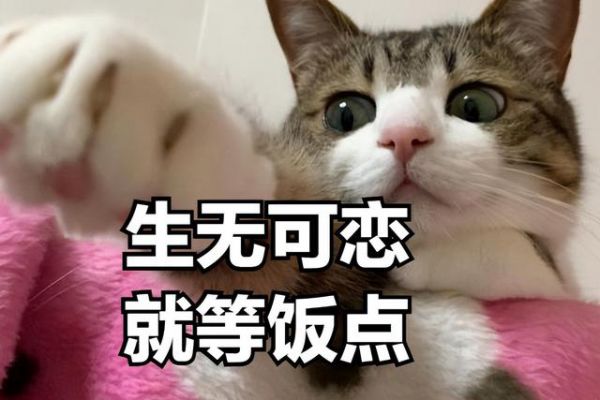 宠物猫的名字(宠物猫的名字大全起名)
