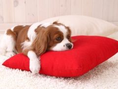 宠物猫寄养 深圳个人家庭代养 长短期托管 上门接送
