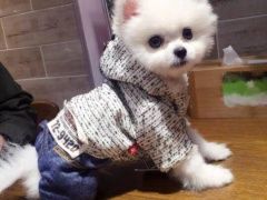 宠物猫寄养 深圳个人家庭代养 长短期托管 上门接送