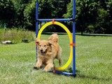 深圳较好的宠物训练学校 宠物培训基地找政嘉训犬