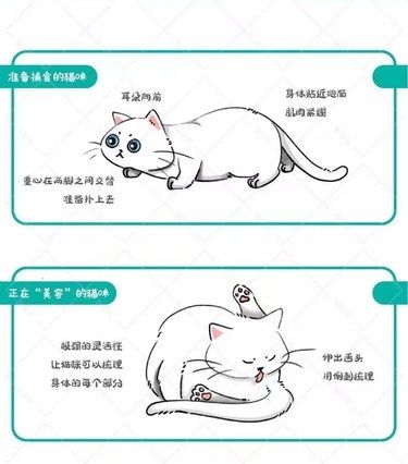 猫咪的不同表情