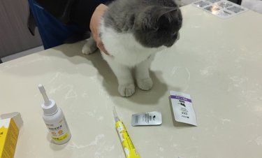 带着毛孩子体检的一天