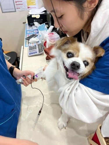 带着毛孩子体检的一天