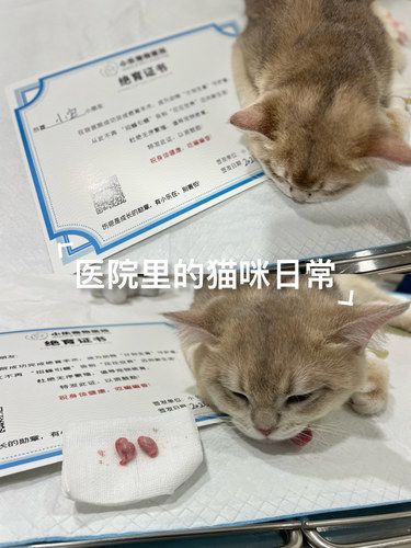 猫咪体检日常～