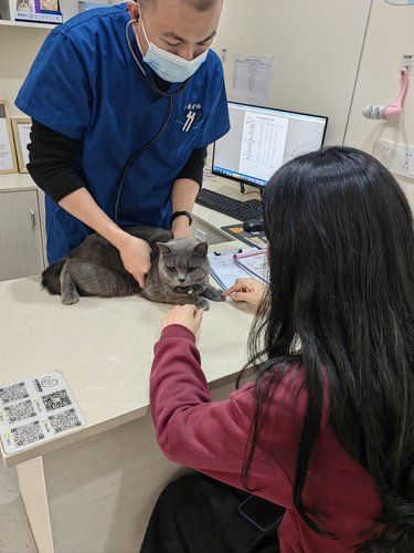 一家猫友好宠物医院