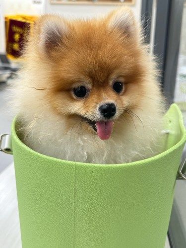 小乐宠物医院推荐大家都可以来[笑脸]