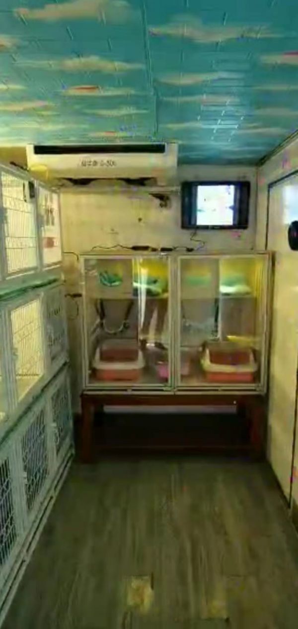 宠物空运多少钱 漯河空运宠物价格表