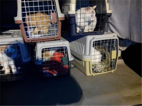 宠物空运多少钱 漯河空运宠物价格表