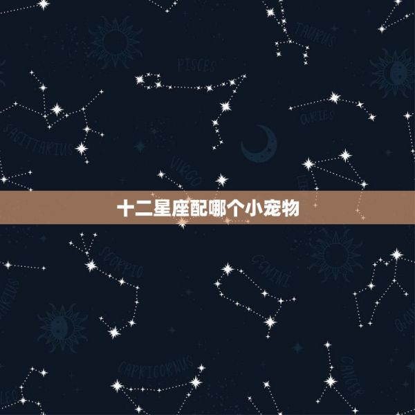 十二星座配哪个小宠物 十二星座适合养的宠物 第1张