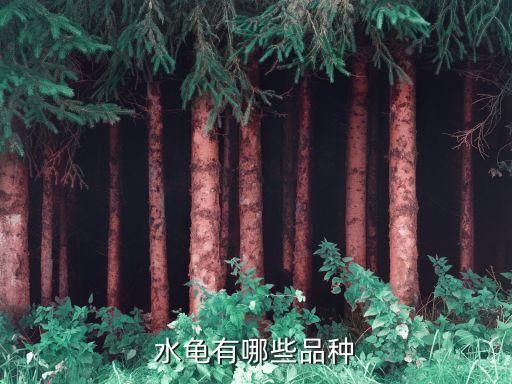 水龟有哪些品种