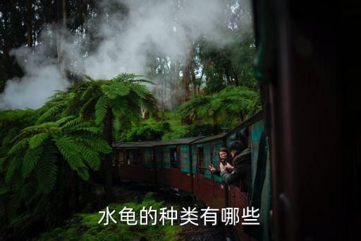 水龟的种类有哪些
