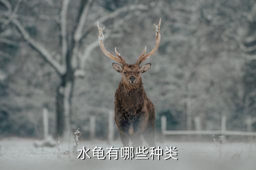 水龟有哪些种类