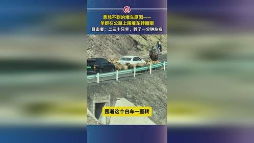 意想不到的堵车原因——羊群在公路上围着车转圈圈，目击者：二三十只羊，转了一分钟左右
