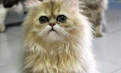 买猫去宠物店还是猫舍