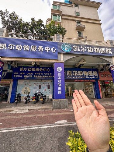 江门汇悦城附近！！动物医院。。养猫人看过来