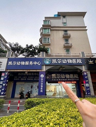 在江门｜流浪救助友好的宠物医院