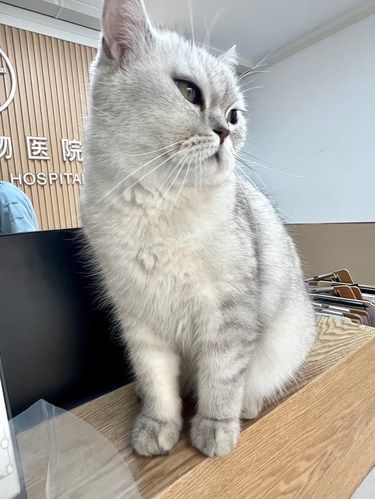 在江门，替我的小猫小狗找到zhuan业护理院