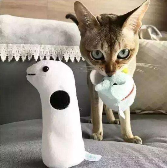 小型猫的品种有哪些