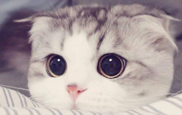 小型猫的品种有哪些