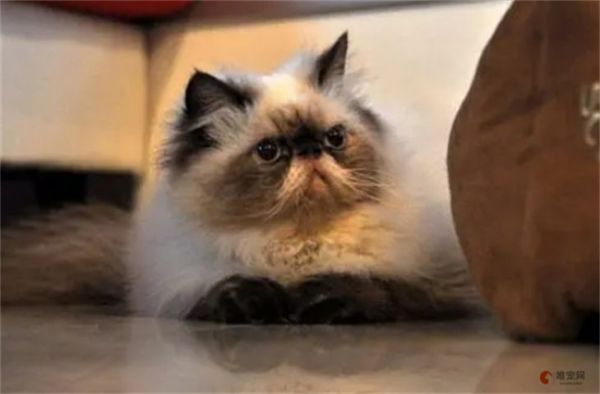好养的小型宠物猫 适合新手的有哪些