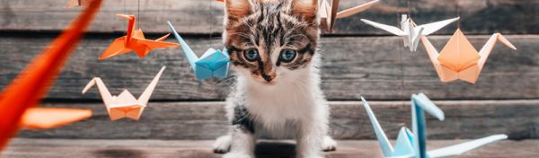 猫咪品种