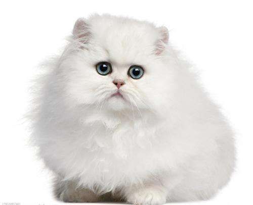 波斯猫